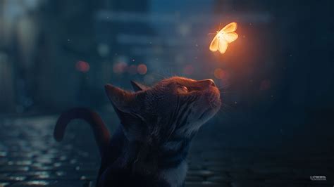 Cat 4k Wallpapers Wallpaper Cave