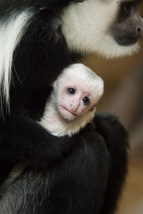 Baby Colobus Monkey Born At The Saint Louis Zoo Fox 2