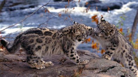 Two Small Snow Leopards Hd Desktop Wallpaper Widescreen High
