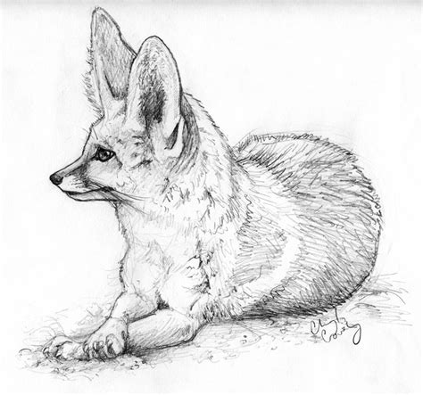 Fennec Fox Sketch By Silvercrossfox On Deviantart