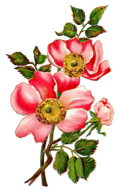 Antique Images: Flower Botanical Art Free Digital Image Field Rose