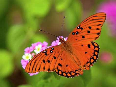 Gulf Fritillary Butterfly Photograph By Mark Chandler Fine Art America