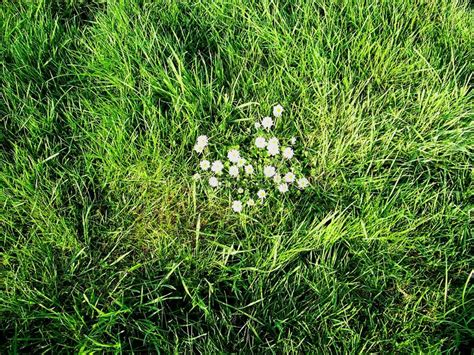 Dotted White Flowers Among Green Grass Stock Image Image Of Grew