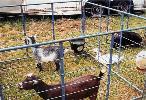 Pony and petting zoo parties in nj. Great American Clown Company: Pony Rides NJ Pony Rides New ...
