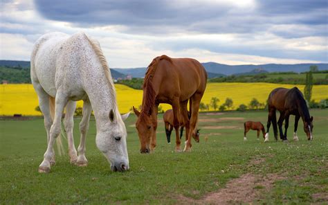 Image Horse Eating Grass Animals 1920x1200
