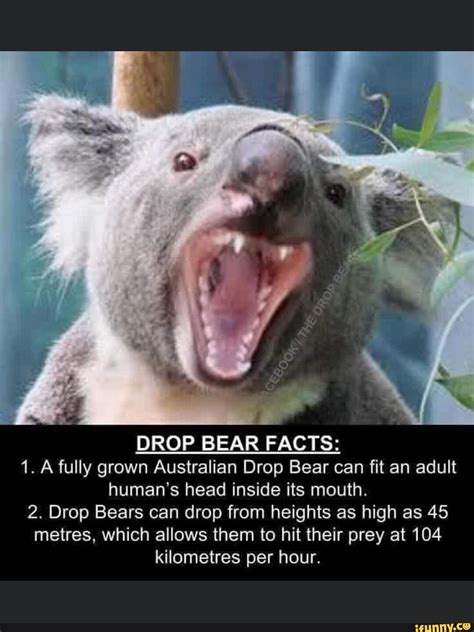 Drop Bear Facts 1 A Fully Grown Australian Drop Bear Can Fit An Adult Humans Head Inside Its