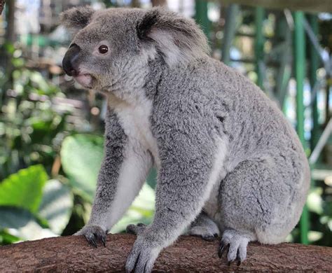 Marsupials Cairns Zoom And Wildlife Dome