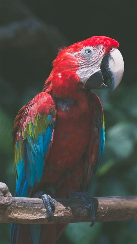 Download Wallpaper 1080x1920 Parrot Macaw Bird Colorful Samsung