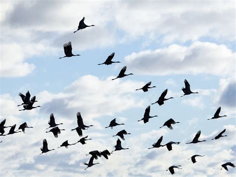 Thousands Of Migrating Birds To Fly Over Pittsburgh Area Monday