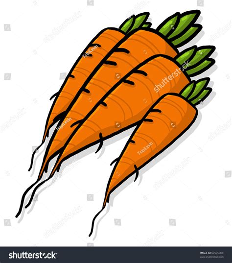 Carrots Illustration; Bunch Of Carrots; Bundle Of Carrots Drawing; Fresh Carrots Root - 67575088 ...