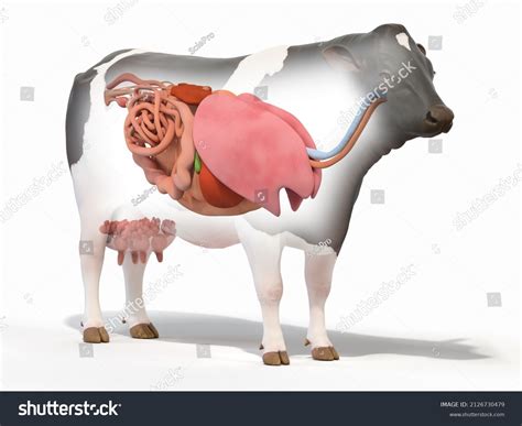 534 Cow Internal Organs Images Stock Photos Vectors Shutterstock