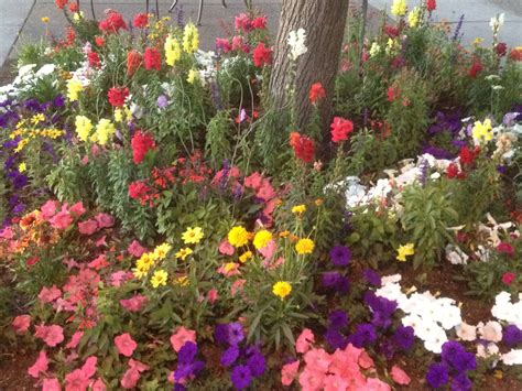How to get to bend, oregon. Flower's abound in Bend | Bend, oregon, Plants, Oregon