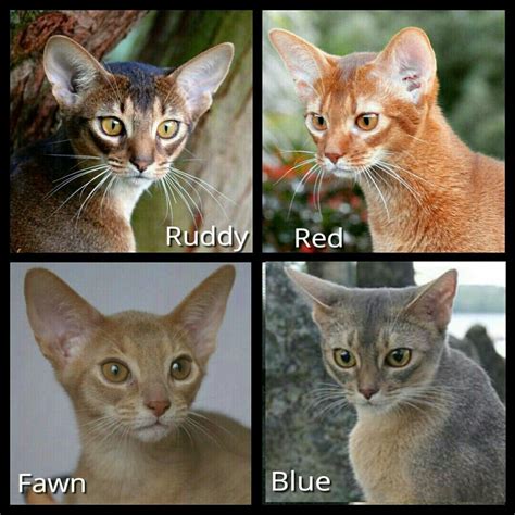 Abyssinian Cat Breeds Everything You Need To Know Glamorous Dogs
