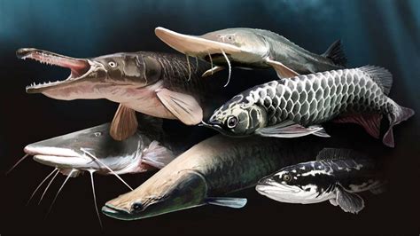 7 Jenis Ikan Predator Air Tawar Berbentuk Unik Dan Ganas Youtube