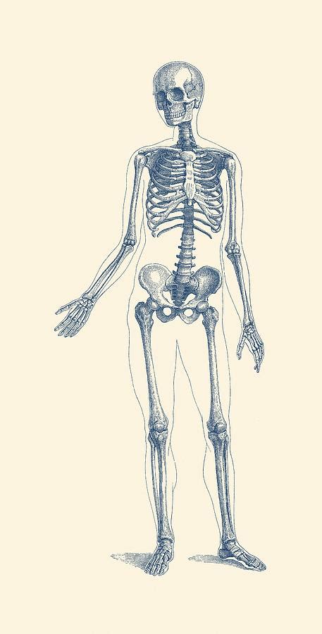 Venue for michelangelo's treasured drawings on view from february 6, 2010 to april 11, 2010. Full Body Skeleton - Vintage Anatomy Poster Drawing by ...