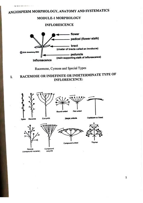 Inflorescence Taxonomy Morphology And Economic Botany Studocu
