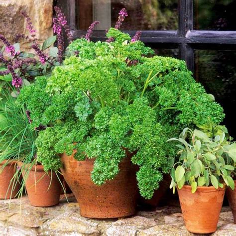 However, parsley offers you more than just delicacy in planting parsley from seeds could save your money and grow even more bushes of parsley. Growing Parsley In Pots | How To Grow Parsley In ...