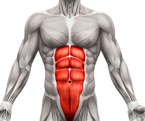In addition to its origin or insertion, a muscle name may indicate a nearby bone or body region. 7 Best Beginner Core Exercises — Home Routine, Easy Ab Moves, and More