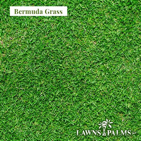 Top 2 Best Sod And Grass Options For Florida Lawns Lawns And Palms Inc