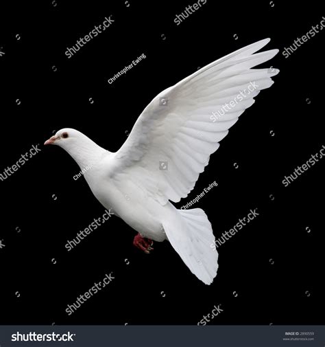 White Dove In Flight 11 A Free Flying White Dove Isolated On A Black