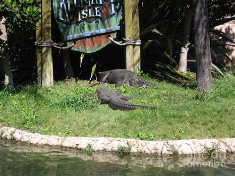 Two American Alligators Photograph By Lorrie Bible