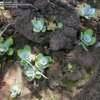 Plantez un kalanchoe 'bronze sculpture'. Kalanchoe Species, Desert Cabbage, Ice Sculpture Kalanchoe ...