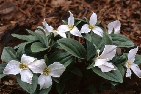 Check spelling or type a new query. The first native woodland plants of spring - CSMonitor.com