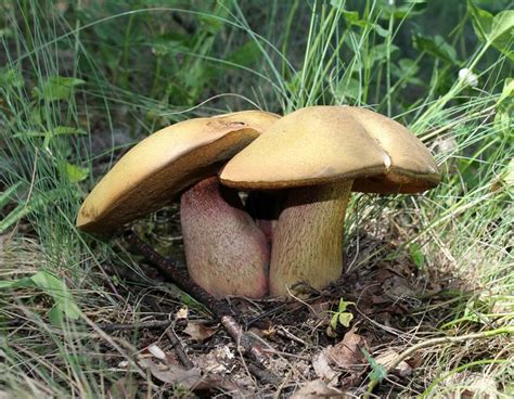 Boletus Luridus Wikispecies Stuffed Mushrooms Mushroom Images Fungi