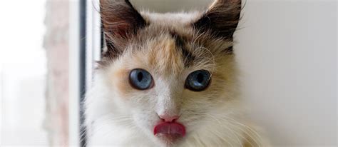 Why Do Cats Blep Everything You Need To Know Pet Side