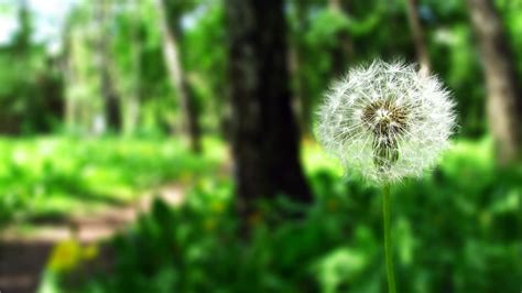 4k Ultra Hd Dandelion Wallpapers Hd Desktop Backgrounds 3840x2160