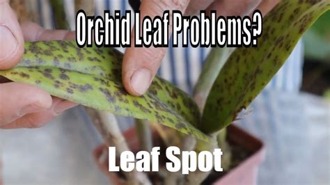 Orchid Leaf Problems Orchid Diseases And Fungus Treatment And