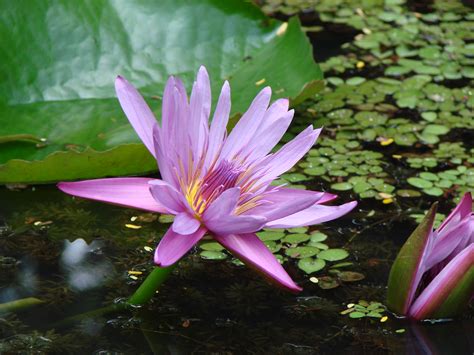 Filelotus Flower At Gss 2 Wikimedia Commons
