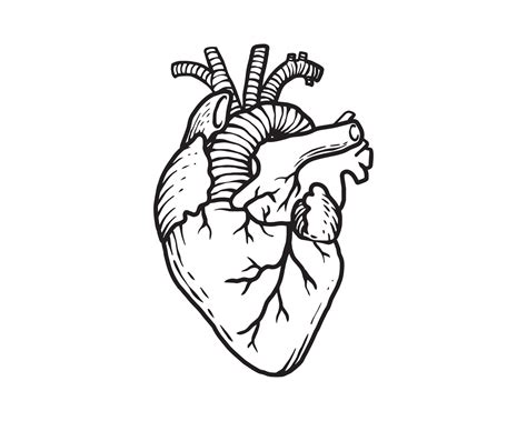 The Human Heart In Outline Illustration Organ Anatomy Of A Human On
