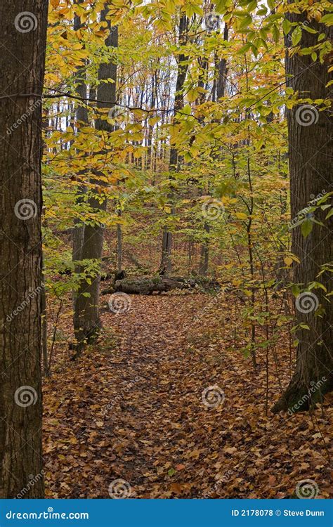 Autumn Woods Stock Photo Image Of Woods Green Park 2178078