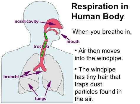 Explain The Respiration System In Human With The Help Of A Diagram How