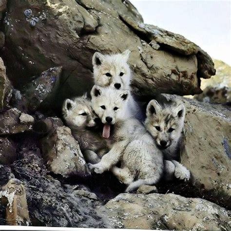 Adorable Baby Wolves Wolf Pup Cute Animals