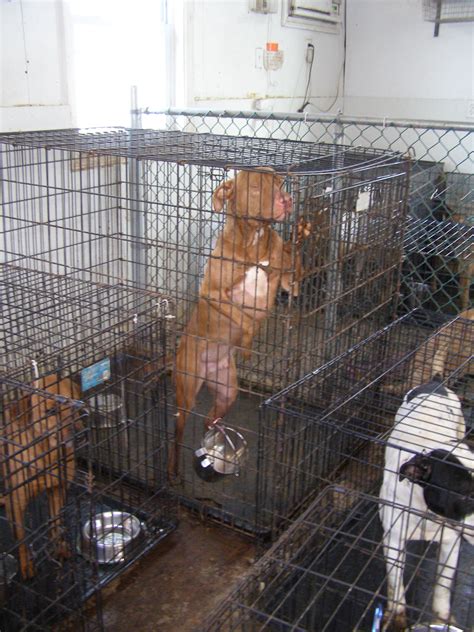 Police Photos From Raids on 'No-Kill Animal Rescues' | PETA