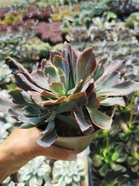 Echeveria Shaviana ‘pink Frills Giromagi Cactus And Succulents