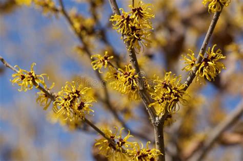 Witch Hazel That Yellow Beautiful Flowers Bloom Early Spring Stock