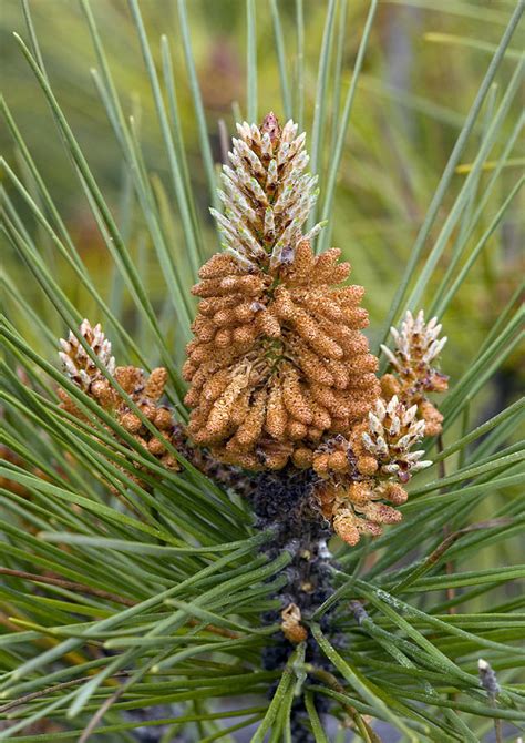 Maritime Pine Flowers Pinus Pinaster Photograph By Bob Gibbons Pixels