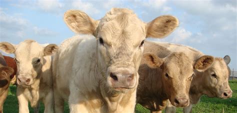 Livestock Efficiency Around the Globe - BORGEN