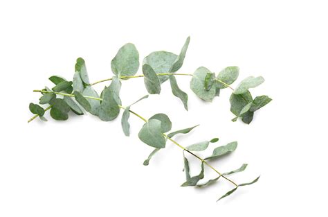 Eucalyptus The Essential Oil Of Spring Cleaning