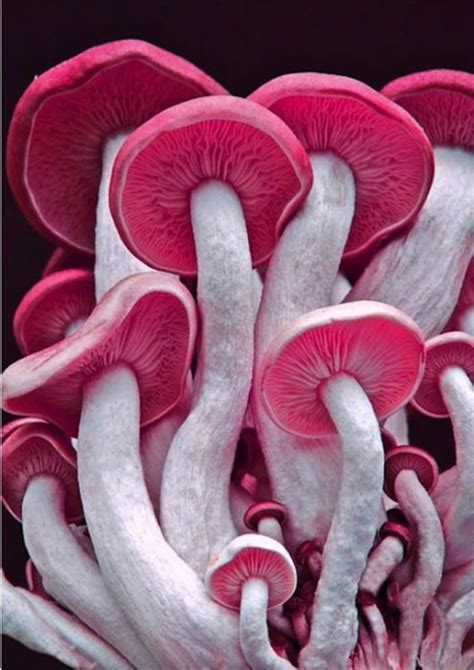 Rare And Beautiful Mushrooms