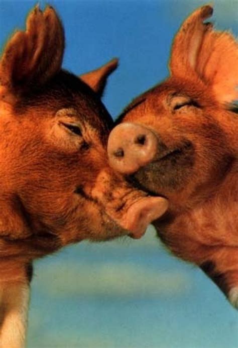 Kissing Pigs Cutest Paw Cute Animals Animals Animal Pictures