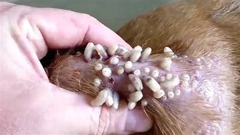 A i want to buy a souvenir. Moment vet squeezes dozens of maggots from a dog's skin ...