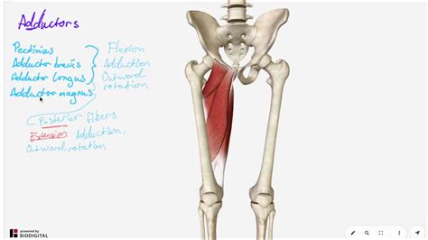 Adductors Of The Hip Joint Youtube
