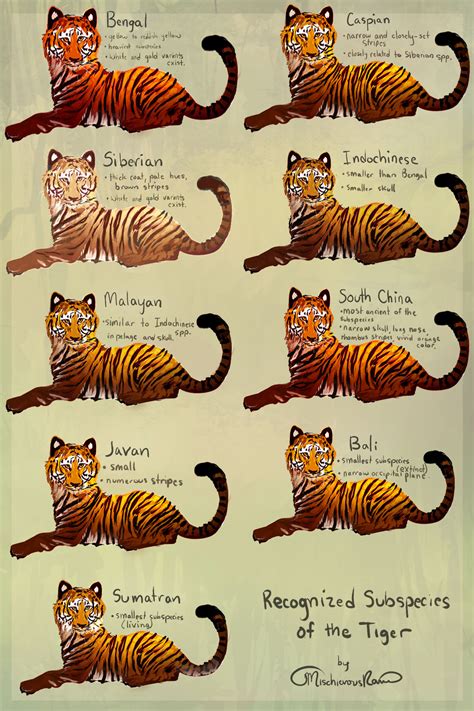 Tiger Subspecies By Mischievousraven On Deviantart