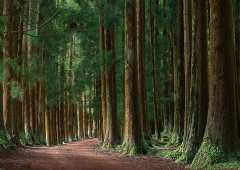 Portuguese Forest Image National Geographic Your Shot Photo Of The Day