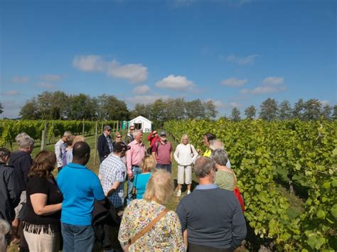 About Our Tours Warden Abbey Vineyard
