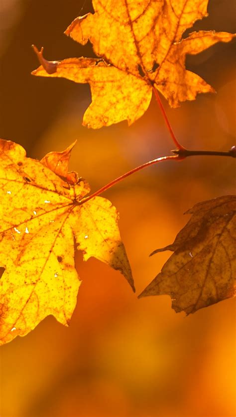 Hojas De Otoño En Arbol Fondo De Pantalla 4k Hd Id9044